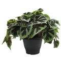 Begonia masoniana 'Iron Cross', im 26cm Topf, H�he 40cm, Breite 35cm