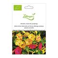 Mirabilis, Exotic Mix (einj�hrig)