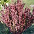 Berberis thunbergii 'Admiration'�, Berberis thunbergii 'Admiration'�