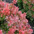 Berberis thunbergii 'Admiration'�