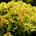 Berberis thunbergii 'Golden Nugget'�