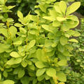 Berberis thunbergii 'Maria'�