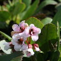 Bergenia cordifolia 'Dragonfly Angel Kiss' (S)
