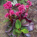 Bergenia cordifolia 'Early Brilliance Magenta', Bergenie