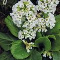 Bergenia cordifolia 'Snowtime'