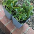 Bergenia cordifolia 'Dragonfly Angel Kiss' (S), Bergenia cordifolia 'Dragonfly Angel Kiss' (S)
