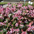 Bergenia cordifolia 'Rosa Zeiten'