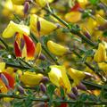 Cytisus scoparius Andreanus Splendens Ginster Bl�ten