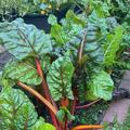 Mangold 'Bright Lights' im neuen Gem�sebeet, Beta vulgaris