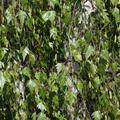 Betula pendula 'Laciniata'