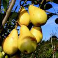 Birne Dessera� reife Fr�chte