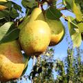 Birne Novembra reife Fr�chte am Baum