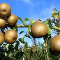 Am Baum h�ngende Birnen des Birnbaumes Uta