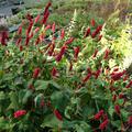Bistorta amplexicaulis 'Fat Domino'
