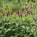 Bistorta amplexicaulis 'Inverleith'