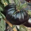 Heirloom Tomate 'Black Beauty' (Solanum lycopersicum)