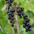 Cassissima, Blackbells, Black Bells, schwarze Johannisbeere