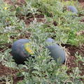Wassermelone Blacktail Mountain (M 11) BIO