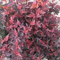 Blasenspiere 'Tiny Wine'�, Physocarpus opulifolius 'Tiny Wine'�
