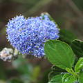 Ceanothus  Italian Skies Blaue S�ckelblume