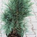 Blaue S�ulenkiefer