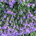 Blaukissen, Aubrieta-Hybriden, Bl�ten
