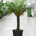 Blechnum gibbum (90-110), Stamm, im 32cm Topf, H�he 120cm, Breite 75cm