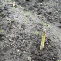 Bleichspargel Lubera� BlancheVite�, Asparagus officinalis