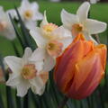 Narcissus, Narzisse, Einfache fr�he Tulpe 'Prinses Irene', Blumenzwiebel-Mix, Blumenzwiebelmischung, Blumenzwiebelmix, Blumenzwiebeln 'Fr�hlingsfreuden', Blumenzwiebelbeet