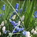 Blumenzwiebel Mix 'Fr�hlingsfrische', Blumenzwiebelmischung, Sommer-Knotenblume (Leucojum aestivum) 'Gravetye Giant', Traubenhyazinthen-Mischung (Muscari armeniacum), Sternhyazinthe (Chionodoxa luciliae) 'Alba', Sternhyazinthe (Chionodoxa forbesii)  'Blue