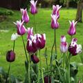 Blumenzwiebel Mix 'Fr�hlingsgruss', Blumenzwiebelmischung, Krokus (Crocus vernus) Grossblumiger Krokus 'Remembrance?, Tulpen (Tulipa- Sorten) Tulpensorten Gefranste Tulpe 'Eyelash?, Gefranste Tulpe 'Honeymoon?, Triumph Tulpe 'Rem's Favourite?, Triumph Tul