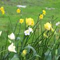 Blumenzwiebel Mix 'Fr�hlingssonne', Blumenzwiebelmischung, Krokus (Crocus flavus) 'Golden Yellow', Tulpen (Tulipa- Sorten) Tulpensorten 'Candy Club' und 'Sunshine Club', Narzissen Jonquilla Narzisse (Narcissus jonquilla) 'Kokopellii',  Kleinkronige Narzis