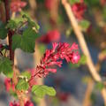Blutjohannisbeere, Zierjohannisbeere 'RedHope'�, Ribes sanguineum