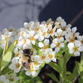 Weise Blute und eine Biene