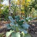 Brokkoli 'Calabrese natalino', Brassica oleracea var. italica