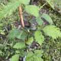 Brombeere Direttissima� Montblanc�, Rubus fruticosus