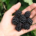 Brombeere Lubera� Navaho� Bigandearly�
