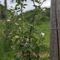 Brombeere Navaho� Summerlong�, Rubus fruticosus