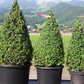 Buxus sempervirens arborescens Kegel