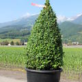 Buxus sempervirens arborescens Kegel