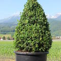Buxus sempervirens arborescens Kegel
