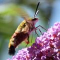 Buddleja alternifolia 'Unique', Lubera, Hummelschw�¤rmer auf dem Sommerflieder
