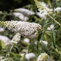Sommerflieder, Buddleja davidii Peace