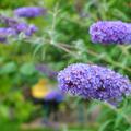 Sommerflieder, Buddleja davidii Ellens Blue