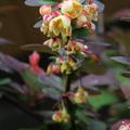Berberize 'Harlequin' Bl�ten