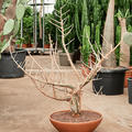 Bursera fagaroides, Verzweigt, im 46cm Topf, H�he 130cm, Breite 100cm
