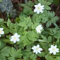 Busch-Windr�schen, Anemone nemororsa