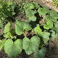 Butternut-K�rbis 'Nutterbutter', Cucurbita moschata 'Nutterbutter'