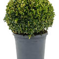 Buxus sempervirens, Kugel (30+), im 23cm Topf, H�he 45cm, Breite 30cm
