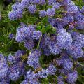 S�ckelblume Ceanothus delilianus 'Blue Diamond' (� Hortival Diffusion)